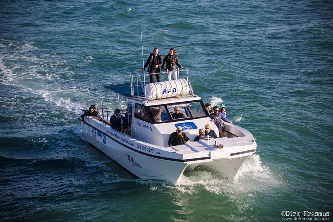 Whale, Dolphin & Penguin Island Cruise - How long is it really, and how to plan your day around it