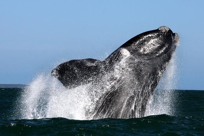 Whale Watching from Gansbaai - Why Gansbaai Works So Well for Southern Right Whales