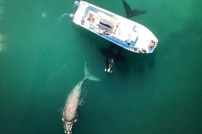 Whale Watching from Gansbaai - The 2-Hour Flow: From the Harbor to De Keldar