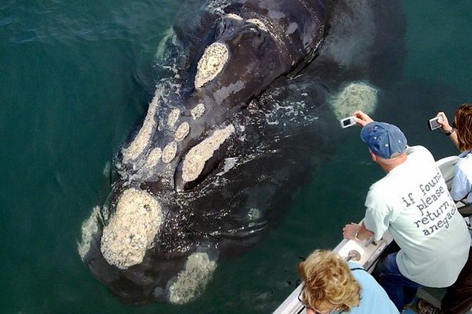 Whale Watching from Gansbaai - More Than Whales: Dolphins, Sharks, and Penguins