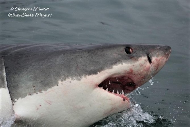 Whale Watching from Gansbaai - What to Bring: Your Packing List for a Cool, Windy Deck