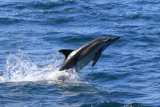 Whale Watching from Gansbaai - Price and Value: Is $112.15 a Good Deal?
