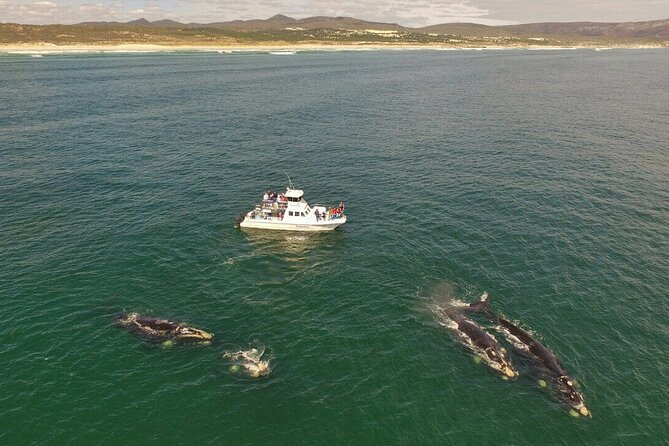 Whale Watching from Gansbaai - How You Get Close Without Losing the Plot
