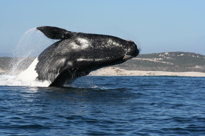 Whale Watching Hermanus - Boat base - Southern Right Whales From Cape Town, Focused on Walker Bay