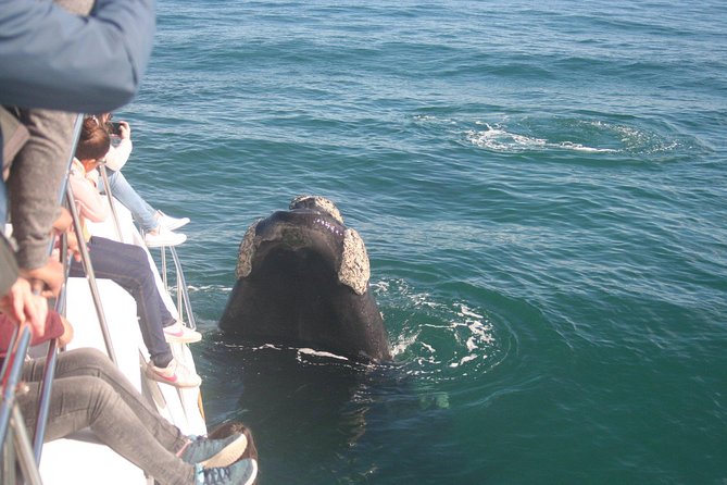 Whale Watching Hermanus - Boat base - The Boat Ride at Sea: What the 2 Hours Really Means