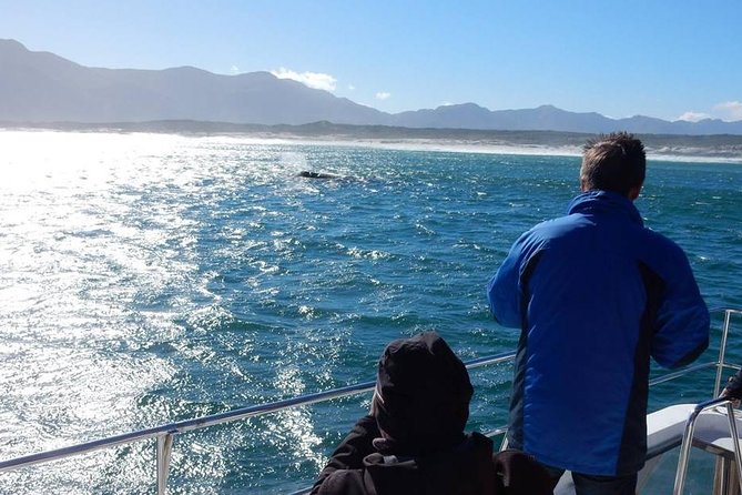 Whale Watching Hermanus - Boat base - Group Size Clarity: Transfer Is Small, Boat Might Be Bigger