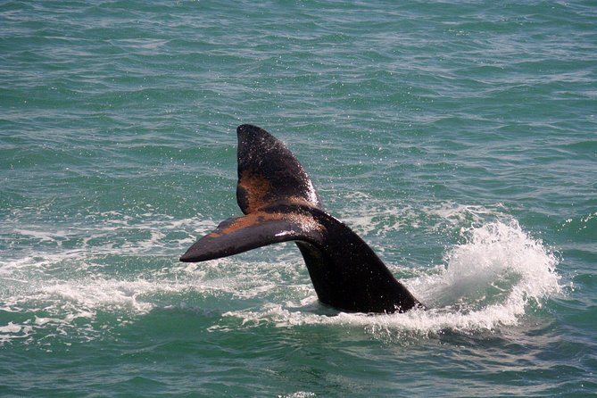 Whale Watching Hermanus - Boat base - Who This Tour Fits Best (and Who Might Want a Different Option)