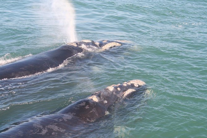 Whale Watching Hermanus - Boat base - Pickup, Snacks, and a Smoother Ride to Hermanus
