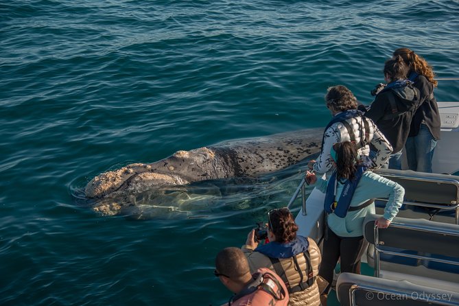 Whale Watching Knysna - Close Encounter Experience Ocean Odyssey - Thesen Island meet-up and how the 2 hours actually flow