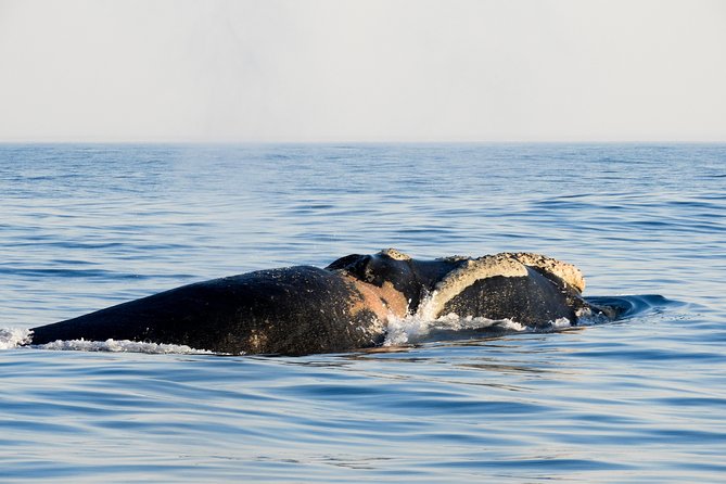 Whale Watching Knysna - Close Encounter Experience Ocean Odyssey - Comfort tips that make or break the experience