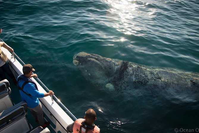 Whale Watching Knysna - Close Encounter Experience Ocean Odyssey - Price and value: what you get for $94.90