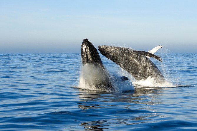 Whale Watching Knysna - Close Encounter Experience Ocean Odyssey - Weather and sea conditions: why you should book with a little flexibility