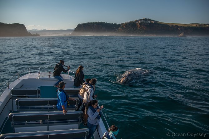 Whale Watching Knysna - Close Encounter Experience Ocean Odyssey - Your onboard setup: check-in, life jackets, and skipper-led safety