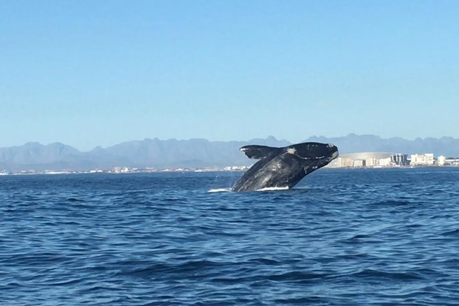 Whale Watching Tour from Cape Town - Quick Key Points Before You Go