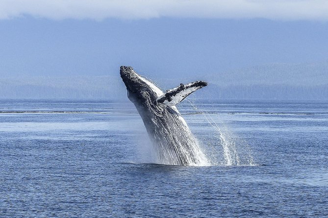 Whale Watching Tour from Cape Town - The Value of a Cape Town Whale Watching Day That Doesn’t Rush You