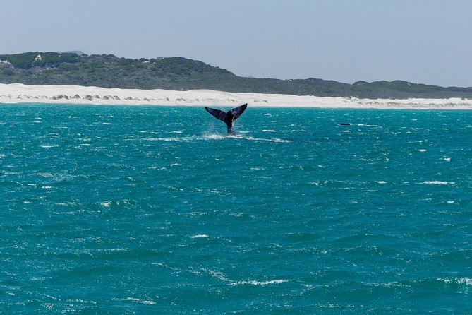 Whale Watching Tour from Cape Town - Harold Porter Botanical Garden: A Calm Pause Before the Whale Viewing Pressure