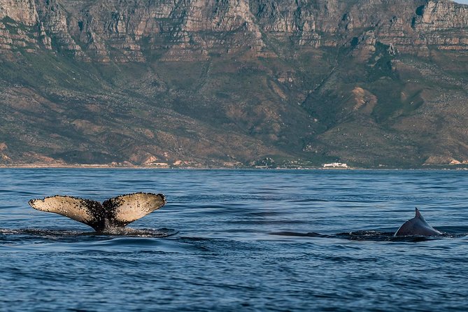 Whale Watching Tour from Cape Town - Getting There: The Coast Stops That Make Hermanus Feel Like an Actual Day Trip