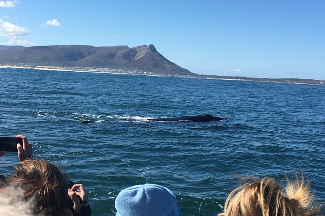 Whale Watching Tour in Hermanus with Hotel Pickup - Betty’s Bay Penguins: The Best Add-On When You Have Energy