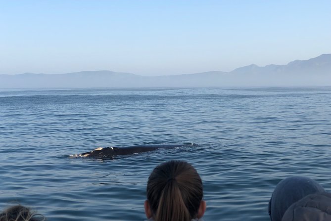 Whale Watching Tour in Hermanus with Hotel Pickup - Should You Book This Private Hermanus Tour with Pickup?