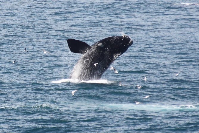Whale Watching Walking Tours (Land-Based) - from JUNE 2025 - Key points before you go