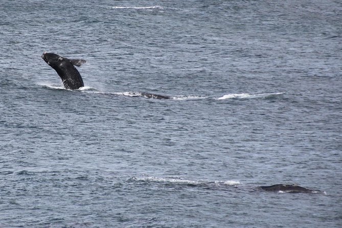 Whale Watching Walking Tours (Land-Based) - from JUNE 2025 - Why land-based whale watching works so well in Hermanus