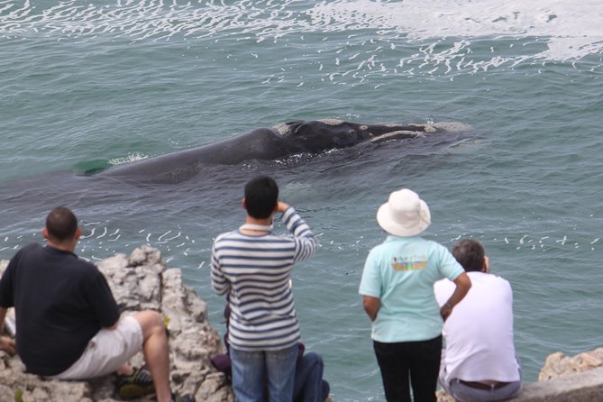 Whale Watching Walking Tours (Land-Based) - from JUNE 2025 - The private-vehicle route that makes your sightings more likely
