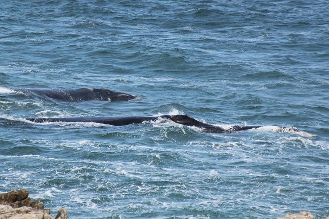 Whale Watching Walking Tours (Land-Based) - from JUNE 2025 - Value check: $57.51 plus museum admission, private guide, and transport