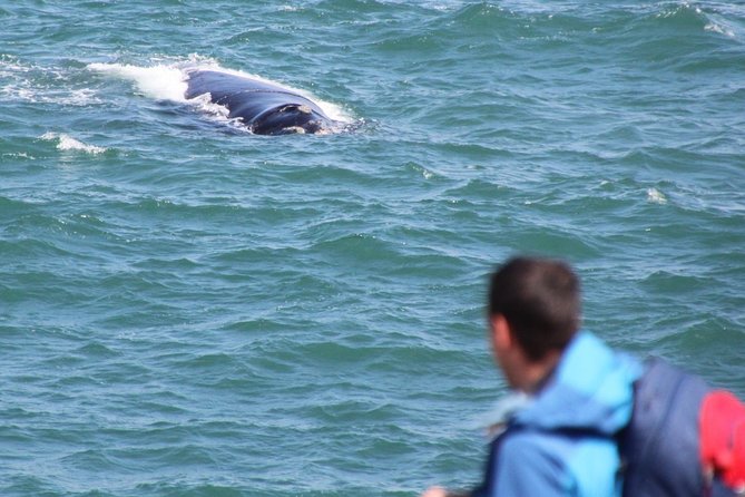 Whale Watching Walking Tours (Land-Based) - from JUNE 2025 - Timing in June 2025, and why good weather rules