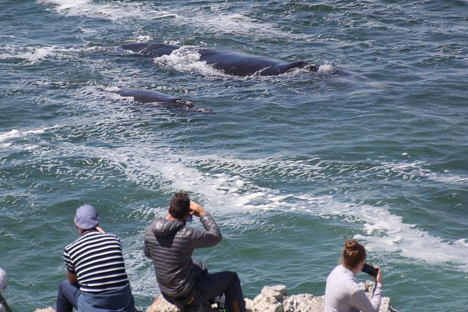 Whale Watching Walking Tours (Land-Based) - from JUNE 2025 - Whale House Museum first, then the coast