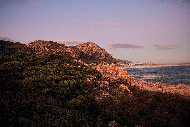 Whale Wonders: Majestic Marine Adventures in Hermanus - What the guide role really adds (and why it shows up in ratings)