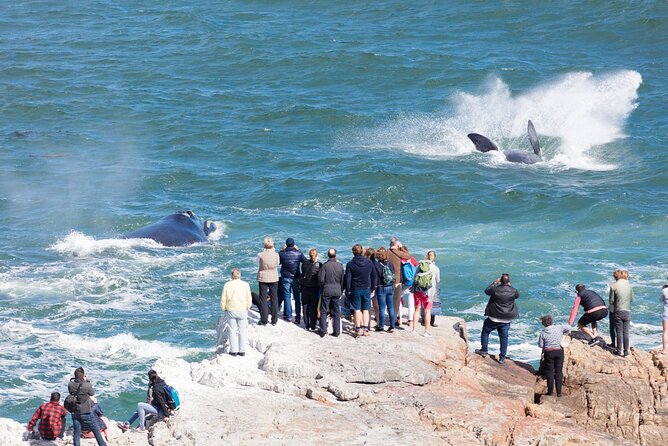 Whale Wonders: Majestic Marine Adventures in Hermanus - Logistics and comfort: how to plan your day in Cape Town