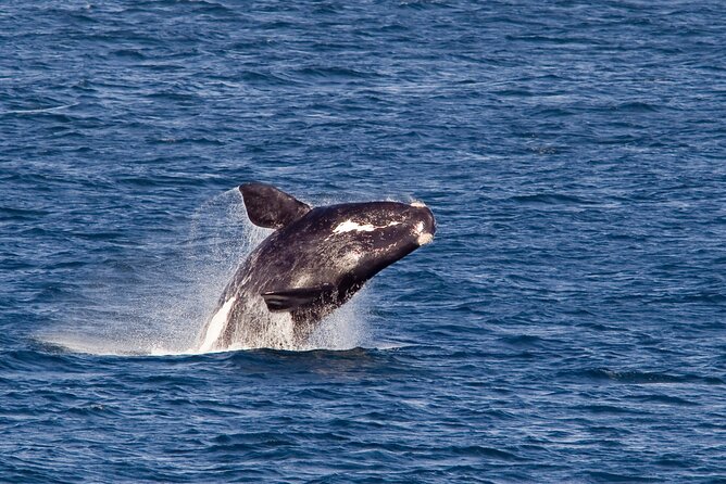 Whale Wonders: Majestic Marine Adventures in Hermanus - Hermanus Cliff Path Biodiversity Walk: your whale-spotting warmup