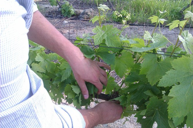 Wijntoer - Reserve tour with a winemaker! - Mitre’s Edge Wine Estate and the Lola cheese-and-wine pairing