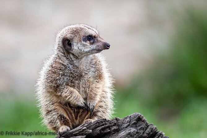 Wild Cat Experience Tour - Close encounters, and how the no-touch rule shapes your experience