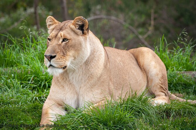 Wild Cat Experience Tour - Animals beyond cats, meerkats, marabou storks, and penguins