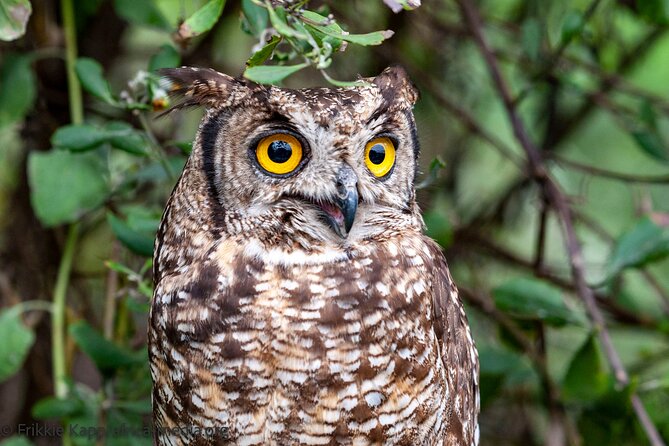 Wild Cat Experience Tour - Price and value, what $22.72 gets you for an hour