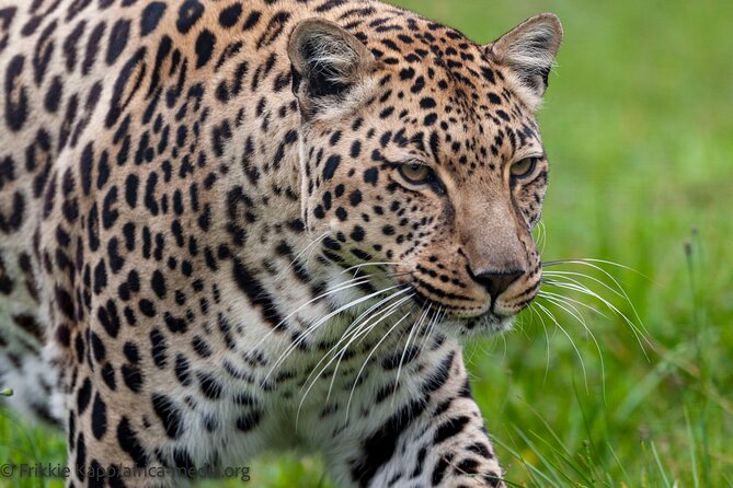 Wild Cat Experience Tour - Timing, group size, and why it affects comfort