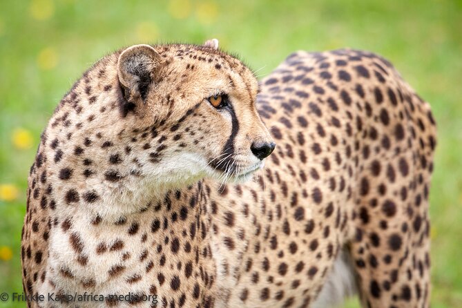 Wild Cat Experience Tour - Who should book the Wild Cat Experience (and who might not love it)