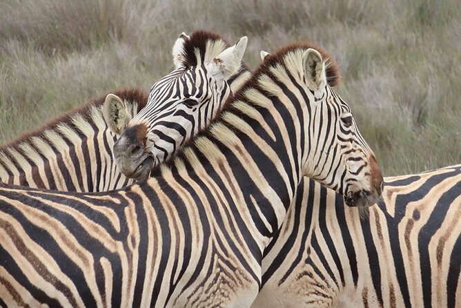 Wildlife Safari, Olive, Beer/Wine Tasting Day Tour from Cape Town - A 7-Guest Day That Combines Safari, Olives, and Beer