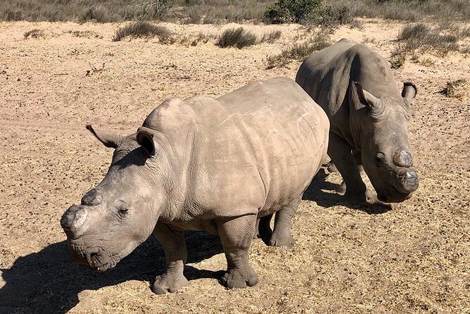 Wildlife Safari, Olive, Beer/Wine Tasting Day Tour from Cape Town - Pickup and the Drive Up the West Coast (CTICC to Buffelsfontein area)