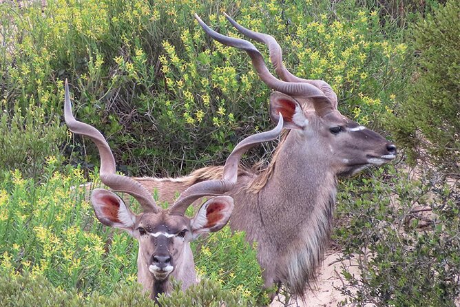 Wildlife Safari, Olive, Beer/Wine Tasting Day Tour from Cape Town - Darling Olives: A 30-Minute Tasting That Changes How You Think About Olives