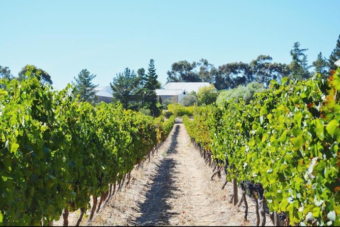 Wine Beer and Biltong Safari - Stellenbosch - Wine Farms and the Wine-Biltong Pairing: The Flavor Lessons