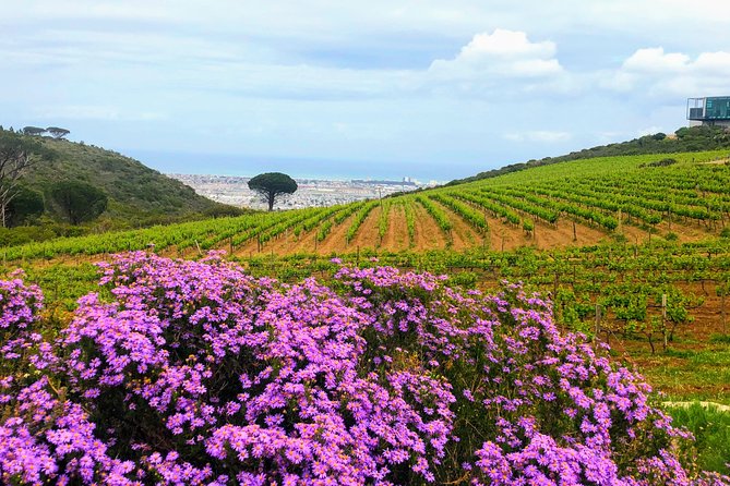 Wine tasting - Boutique farms - Should you book this private Stellenbosch wine tasting?