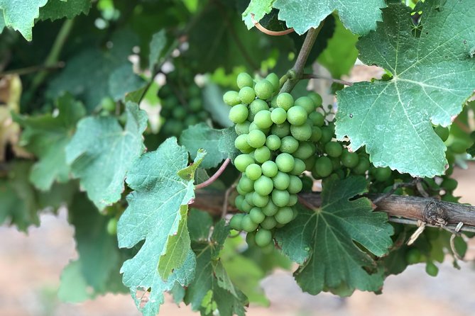 Wine Tasting, Cape Dutch Farm and Art Day Tour from Cape Town - Driving Through Stellenbosch: What You Can Spot on the Way