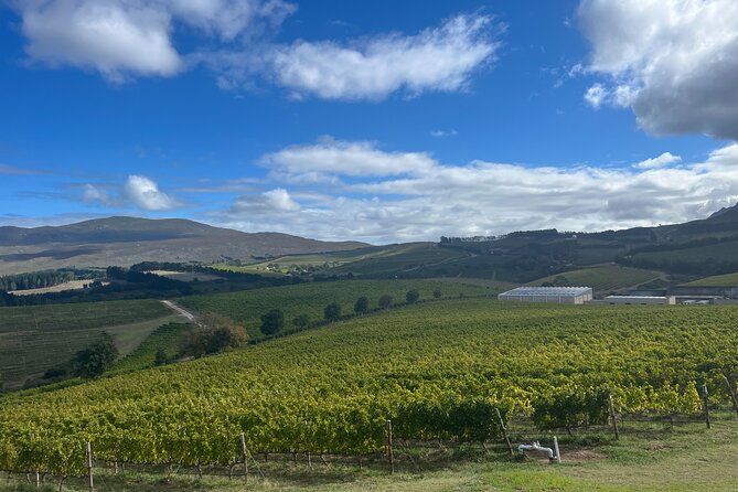 Wine Tasting Private Tour in Cape Winelands - Tokara Wine Estate: up to 4 premium tastings with mountain views