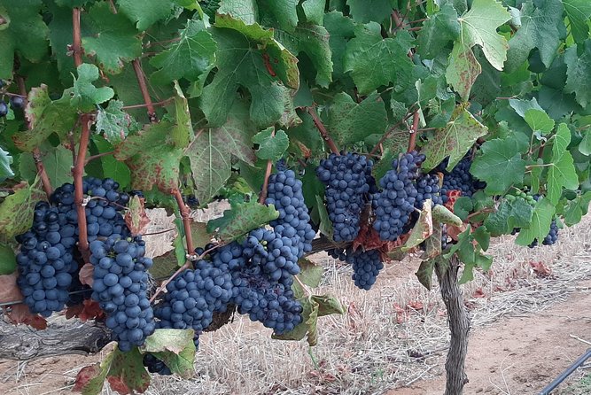 Wine Tour to Stellenbosch & Franschhoek with Tastings & Lunch - La Bri Estate chocolate and wine pairing with a real cellar tour