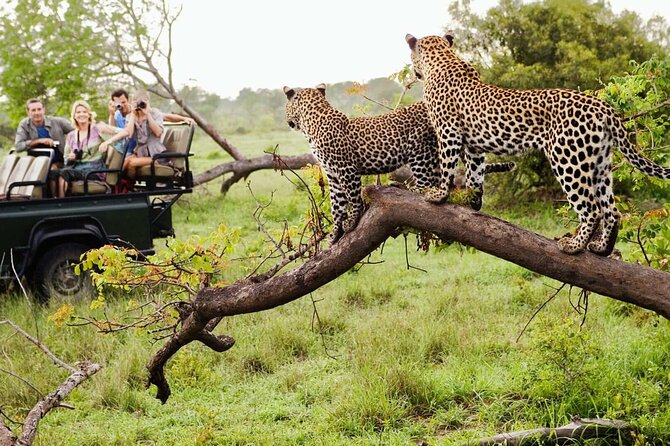 Zululand 5 Day Private Safari from Durban - Value Check: Is $1,590.69 per Person a Smart Buy?